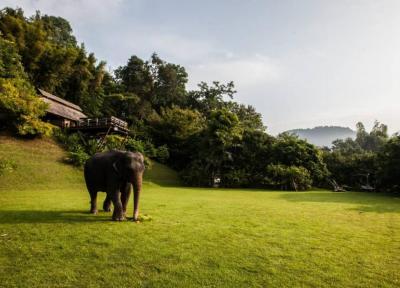 طراحی هتل درختی در تایلند