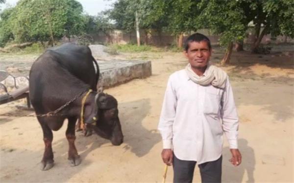 تور بمبئی: کشاورز هندی پیش پلیس از گاوهایش شکایت کرد